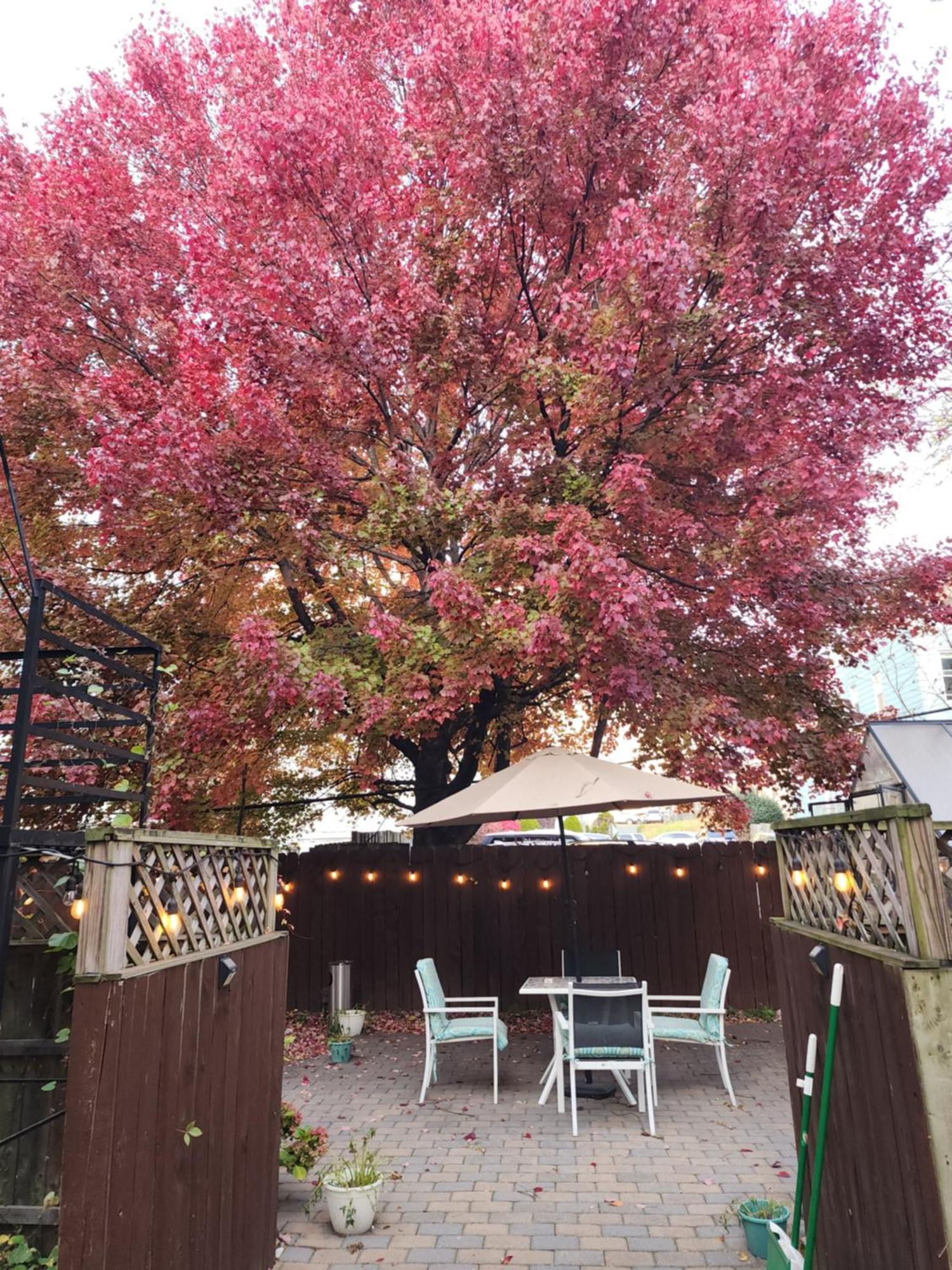 Magnolia Stay Near New York City Jersey City Exteriör bild