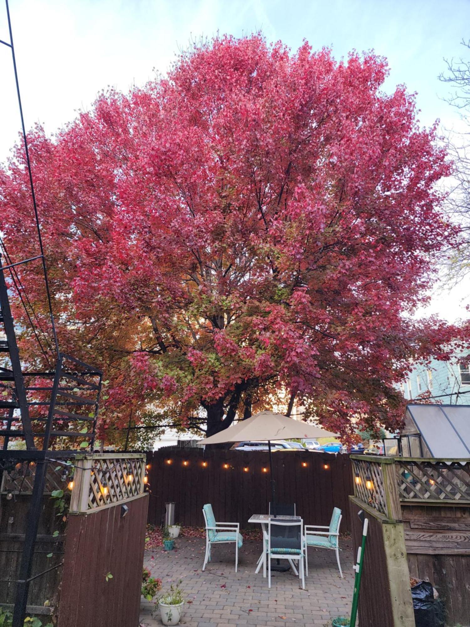 Magnolia Stay Near New York City Jersey City Exteriör bild